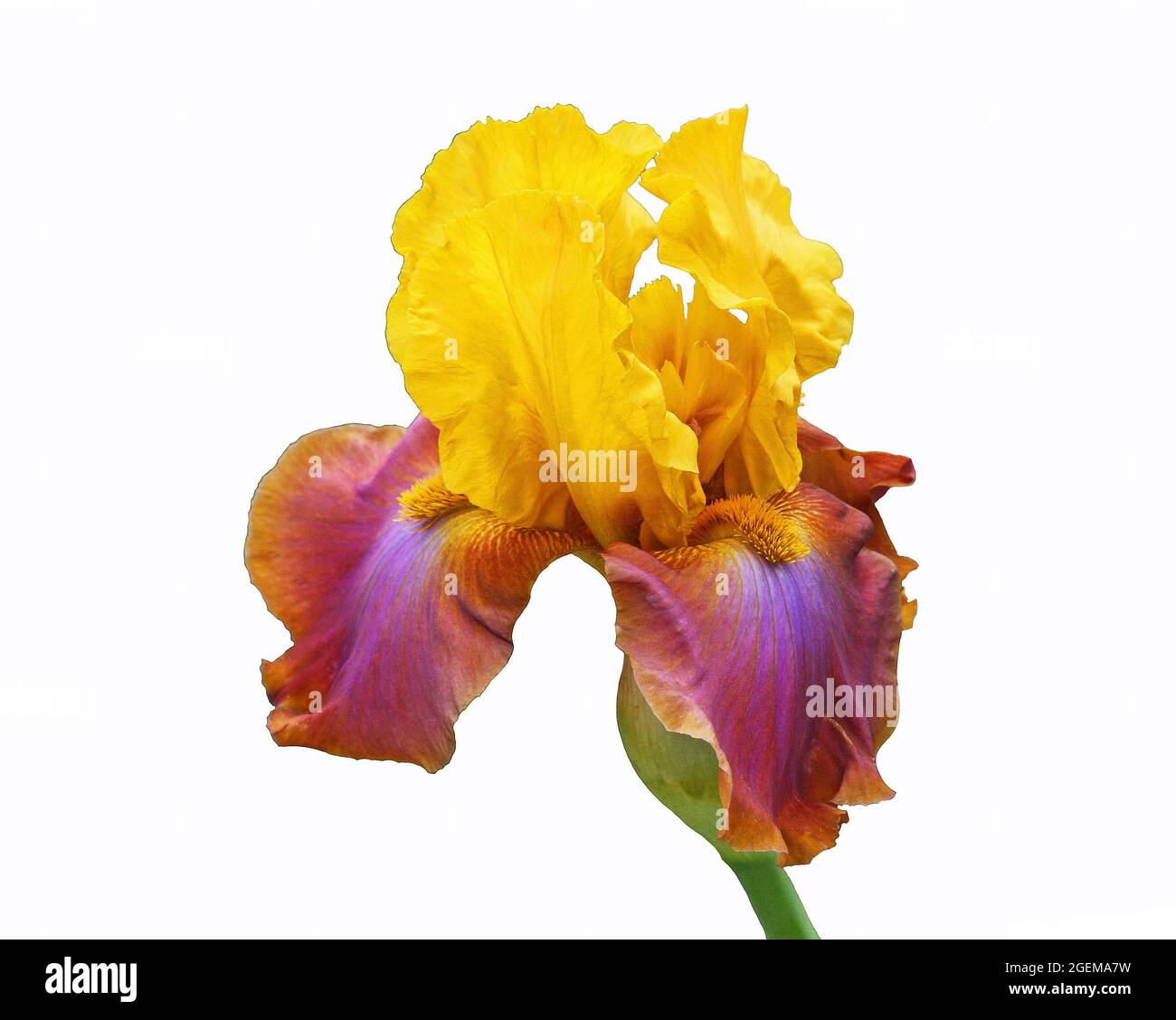 Iris in gelb und lila - isoliert auf weißem Hintergrund Stockfoto