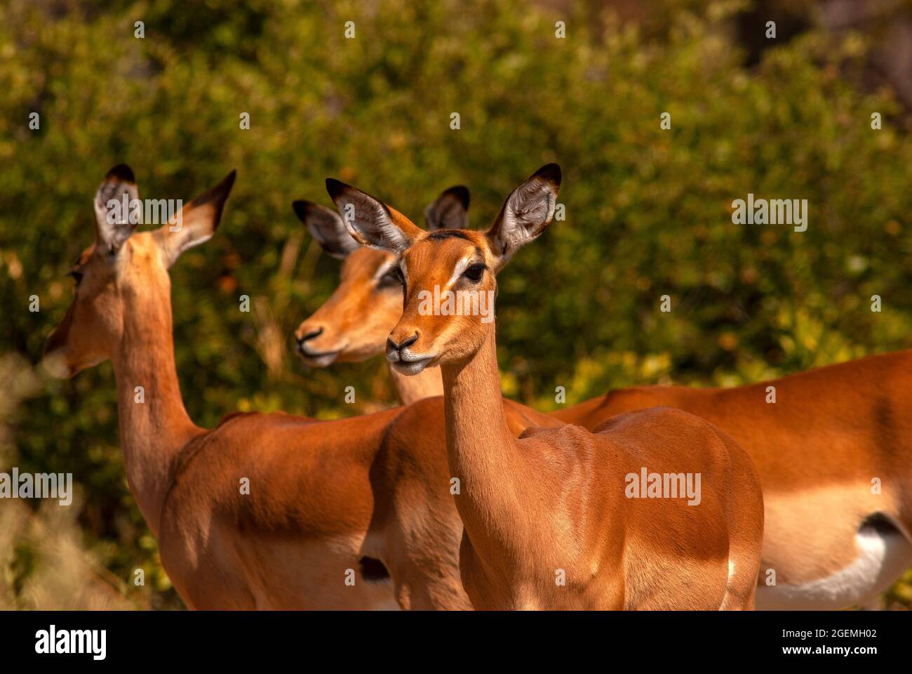 Impala-Hündin, Moremi Game Reserve, Botswana Stockfoto