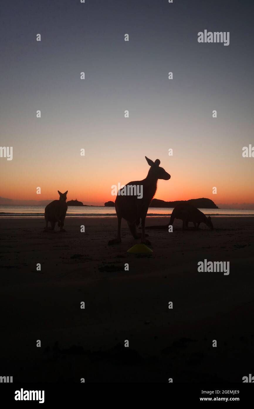 Kängurus am Strand bei Sonnenaufgang, Cape Hillsborough National Park, in der Nähe von Mackay, Queensland, Australien Stockfoto