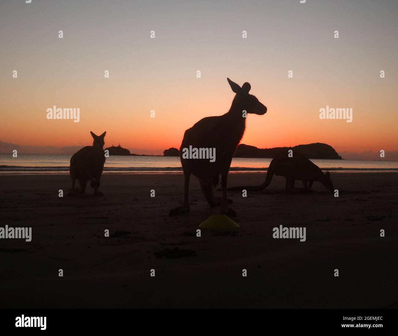 Kängurus am Strand bei Sonnenaufgang, Cape Hillsborough National Park, in der Nähe von Mackay, Queensland, Australien Stockfoto