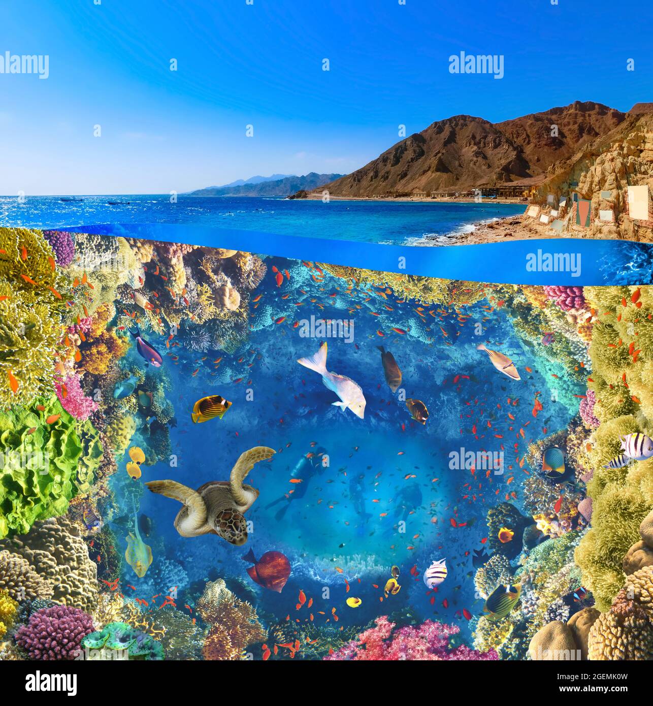 Scuba Diver über den Unterwasser-Canyon am blauen Loch in Dahab, Ägypten. Collage mit Korallen und Fischen Stockfoto