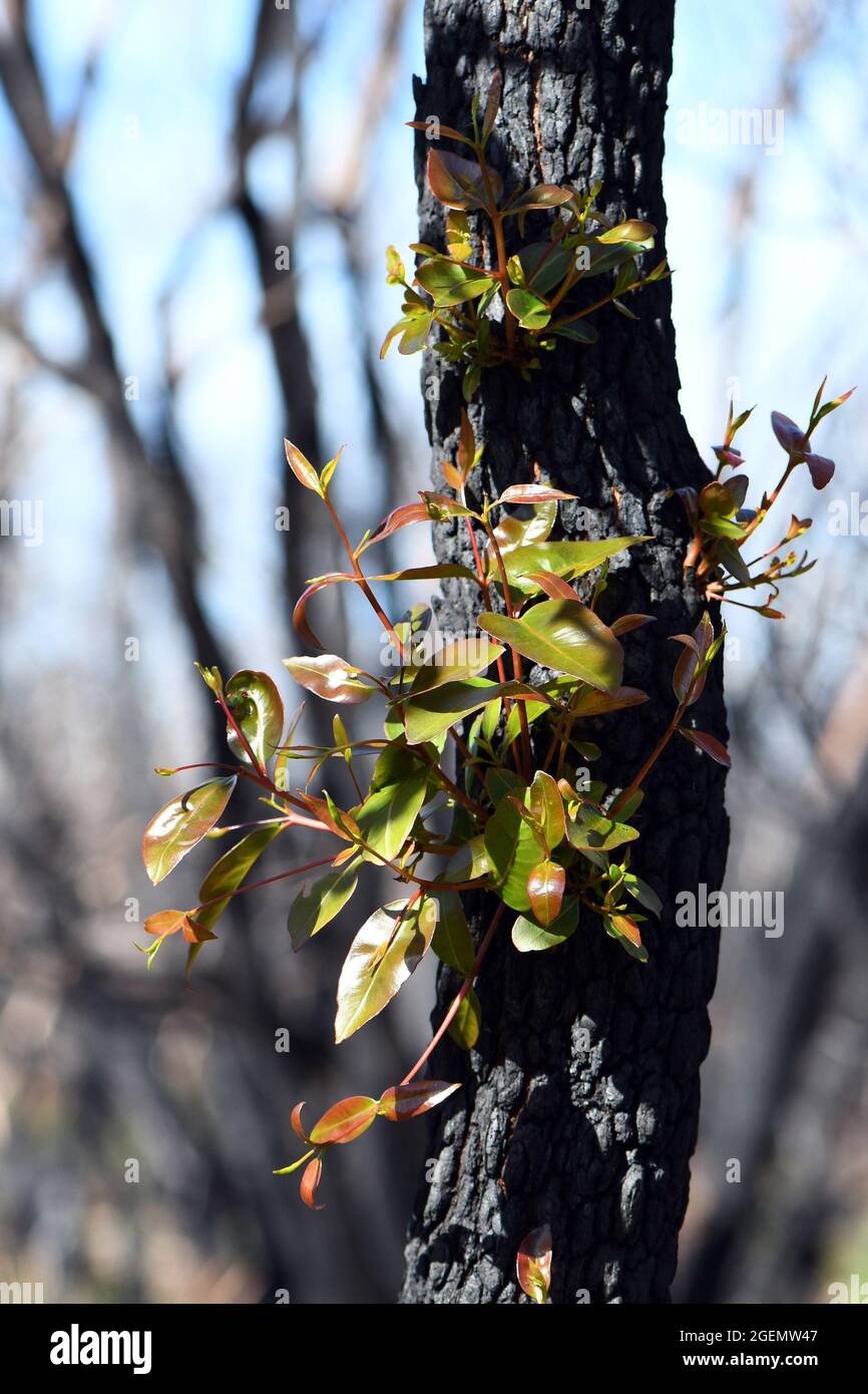 Eukalyptusbaum, der sich nach einem Buschfeuer in NSW, Australien, regeneriert. Neues Wachstum entsteht durch epikormische Knospen unter der verbrannten geschwärzten Rinde Stockfoto