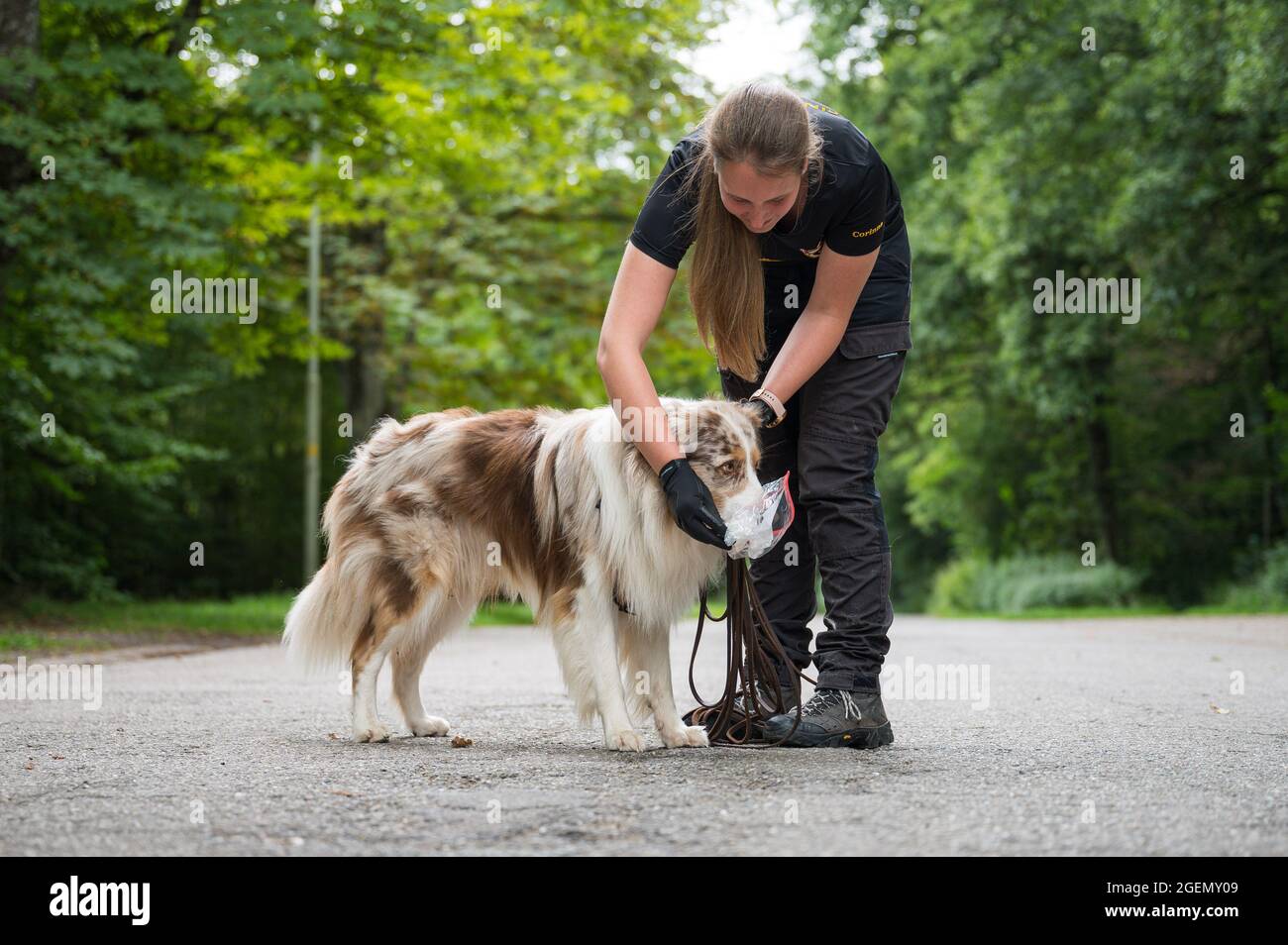 16. August 2021, Saarland, Püttingen: Corinna Speicher lässt ihren  Schäferhund 'Toni' den Duft eines anderen Hundes riechen, damit er ihn  aufspüren kann. Der Verein Schnuffelhelden hilft, verlorene Hunde zu  finden. (An dpa ''