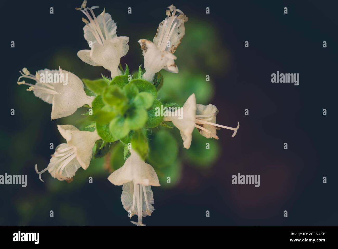 Weiße Blume Pflanze auf einem Draufsicht Makro Stockfoto
