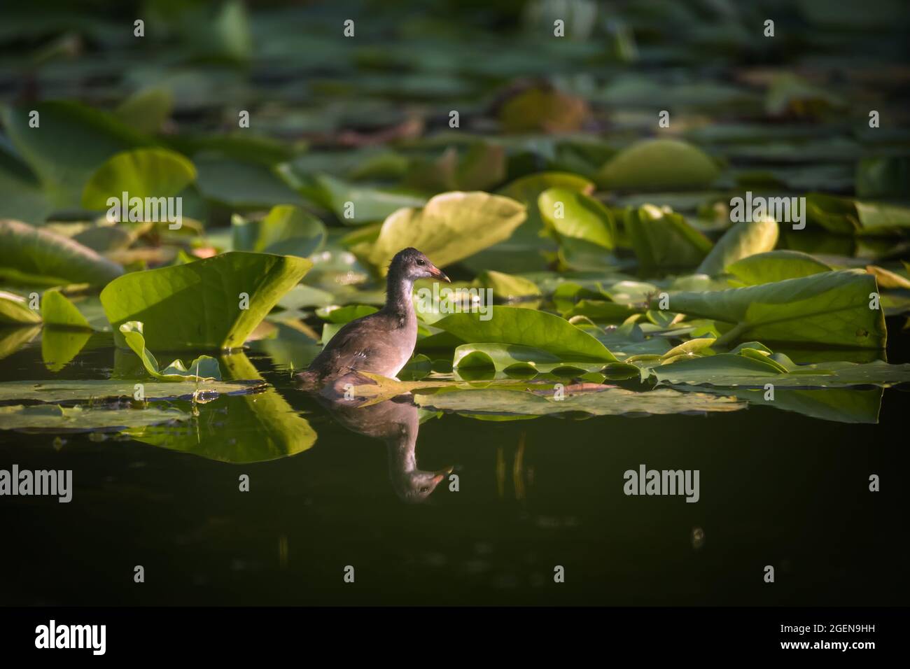 Süßes Küken von Common Moorhen (Wasserhuhn oder Sumpfhuhn) auf wildem Wasser Lily Green Blätter auf Teich im Sommer Tag Stockfoto