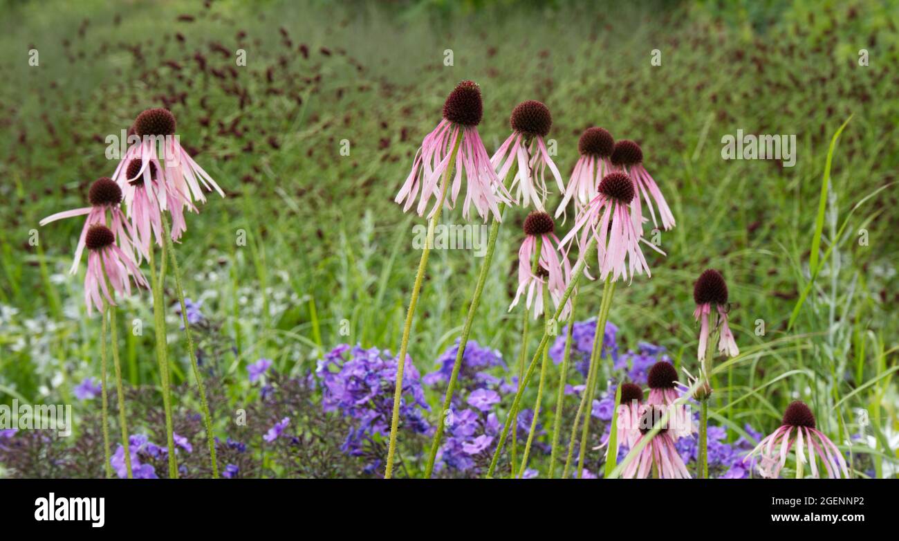 Blassrosa Koneflower echinacea pallida im britischen Sommergarten Juli Stockfoto