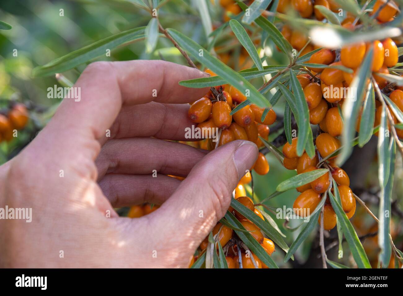 Sammlung von reifen und gesunden Sanddornbeeren. Pflücken Sie frische, reife orangefarbene Sanddornbeeren aus einem Busch, Nahaufnahme, selektiver Fokus. Hea Stockfoto