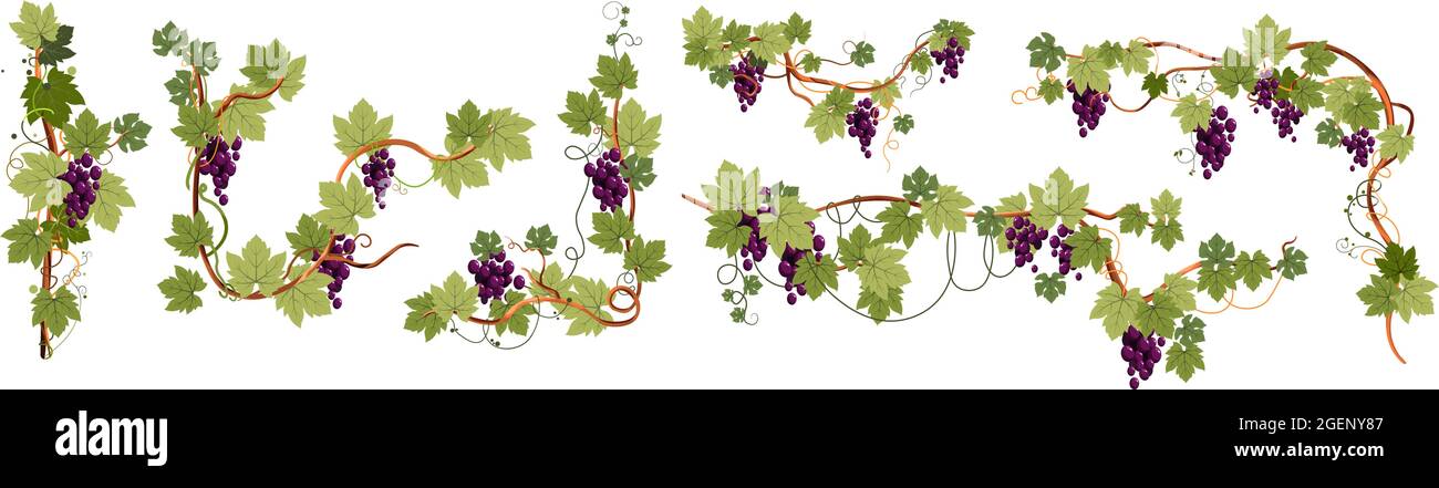 Reife Trauben verzweigen und Blätter mit süßer Beere Stock Vektor