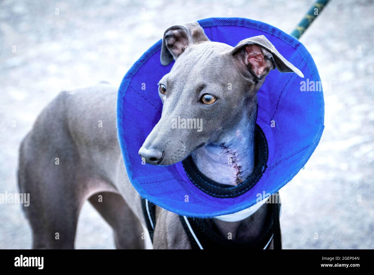 Iitalienischer Greyhound-Welpe mit einem Tierarzt-Kegelkragen bei der Genesung von einer Operation an ihrem Hals. Stockfoto