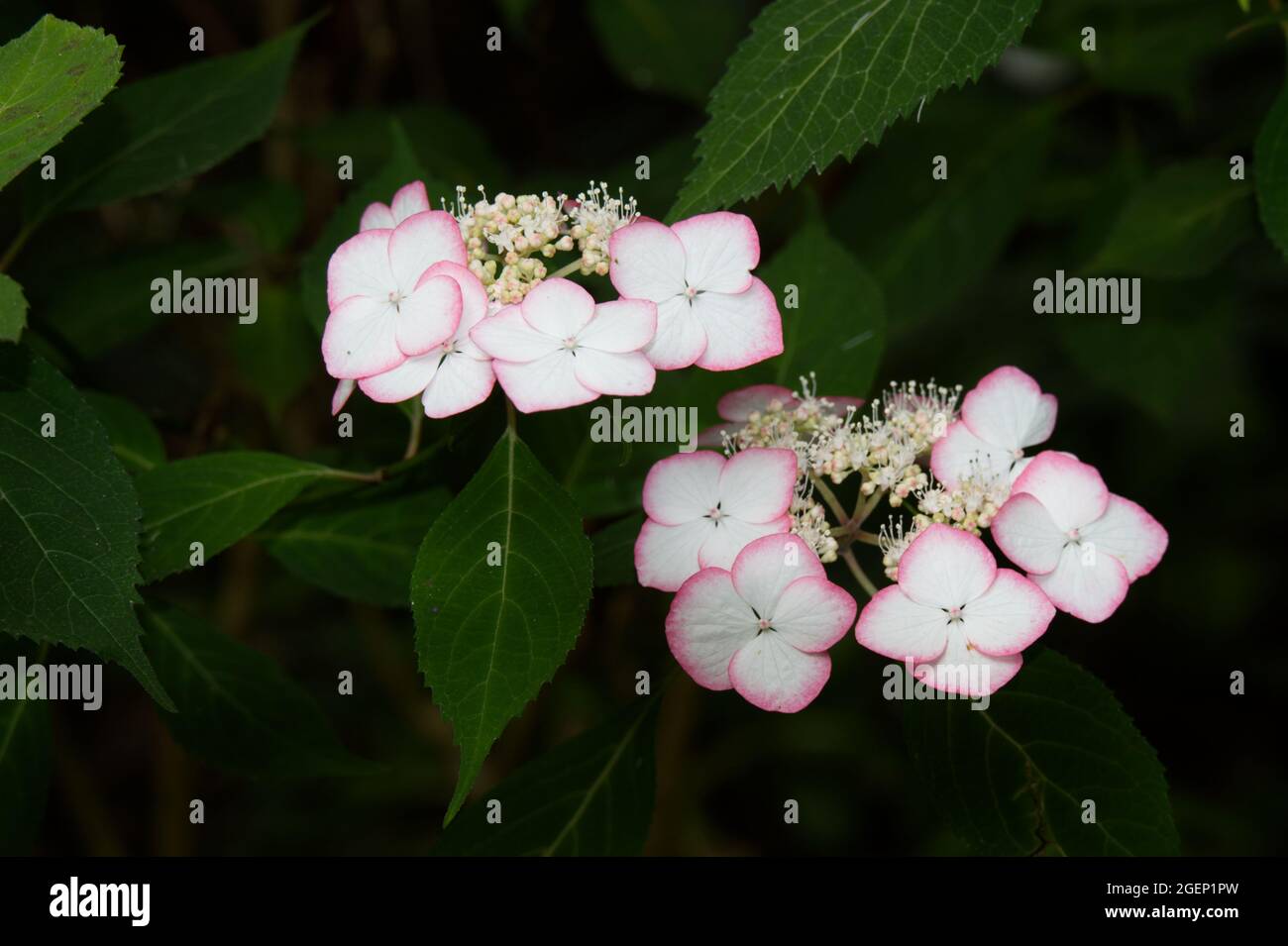 Weiße Blüten mit rosa Rändern des Sommerstrauchs Hydrangea serrata Shirofugi UK Juli Stockfoto