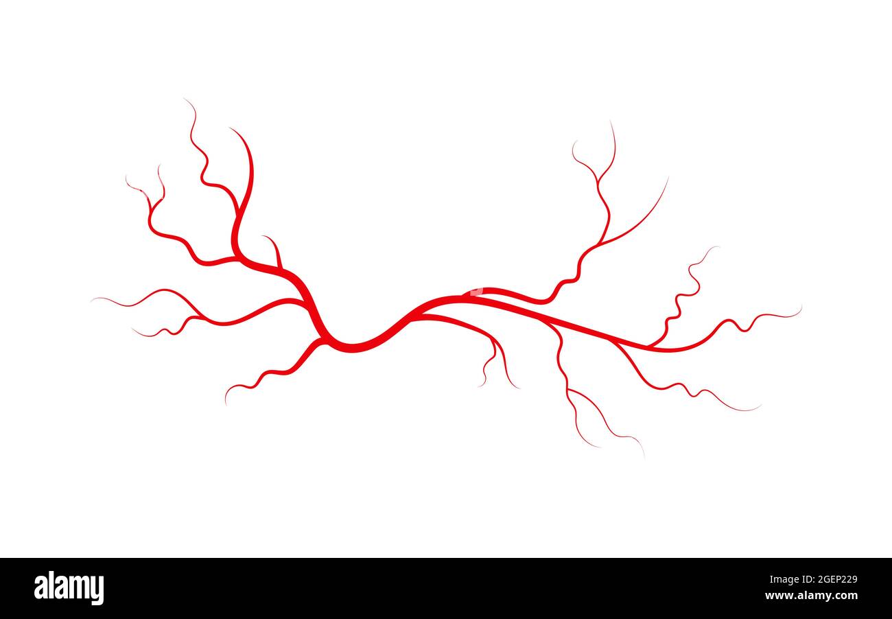 Menschliche Venen und Arterien. Rote verzweigte spinnenförmige Blutgefäße und Kapillaren. Vektordarstellung auf weißem Hintergrund isoliert Stock Vektor