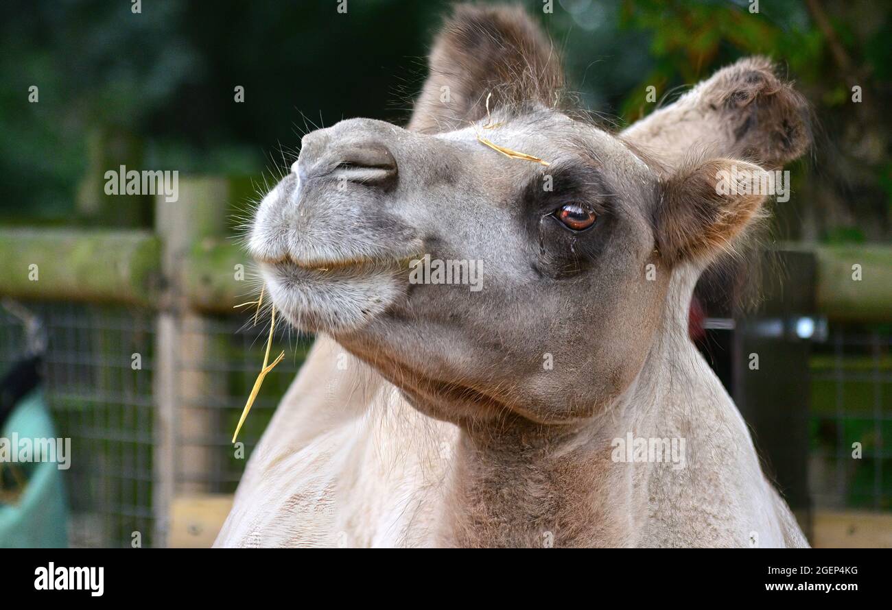 Porträt eines Kamels Stockfoto