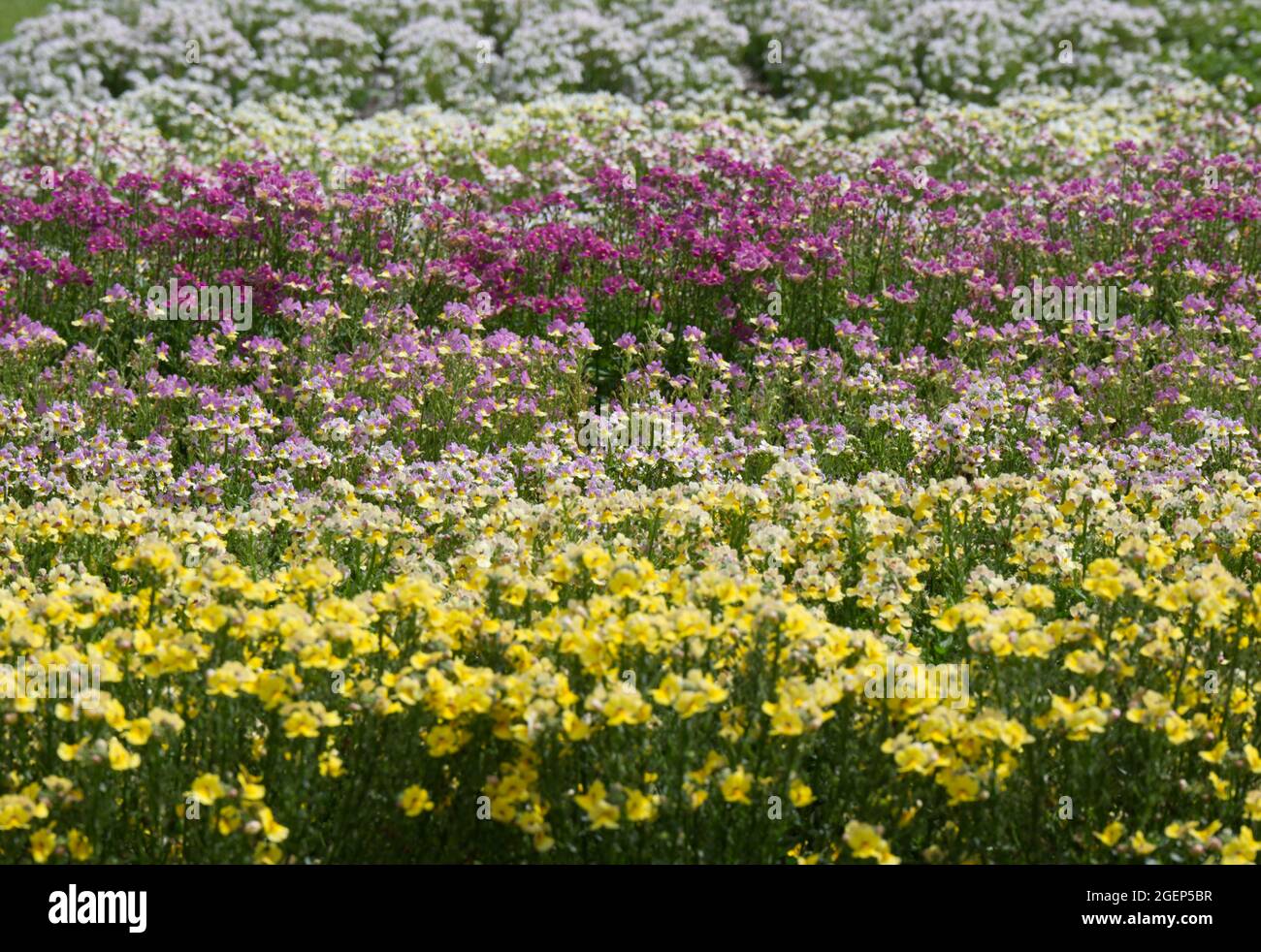 Reihen pastellfarbener Nemesien in einem Sommergarten im Juli in Großbritannien Stockfoto