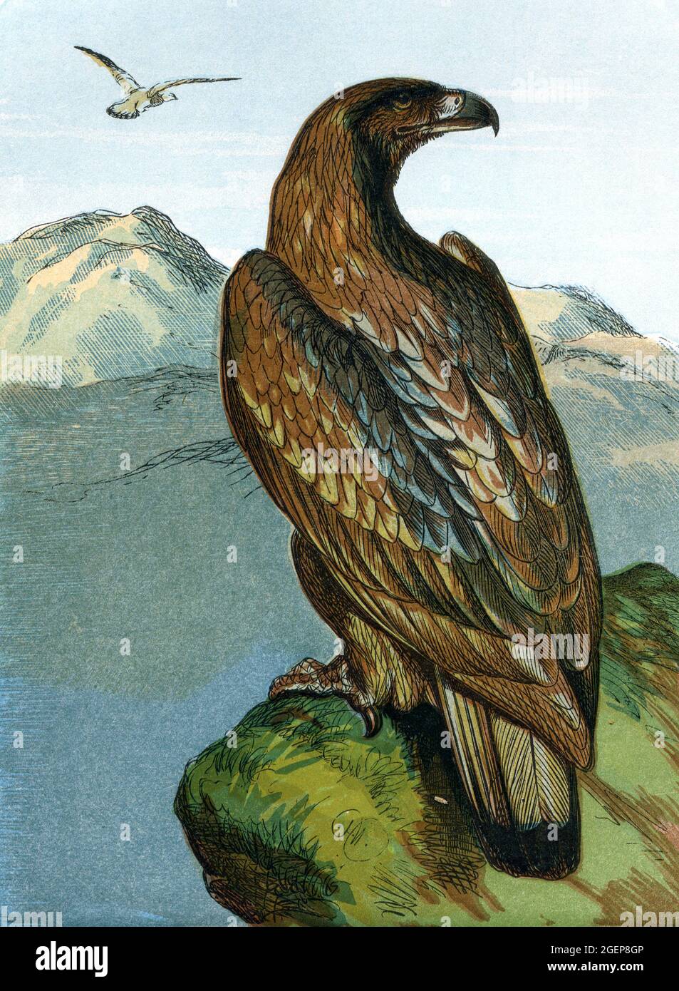 Adler-Illustration aus viktorianischer Zeit Stockfoto