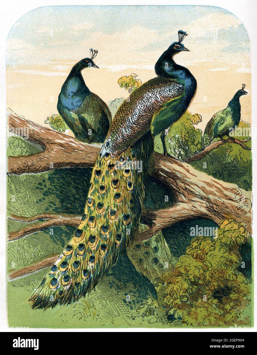 Pfauenfarbe Illustration dieser eleganten Vögel im viktorianischen Zeitalter des 19.. Jahrhunderts Stockfoto