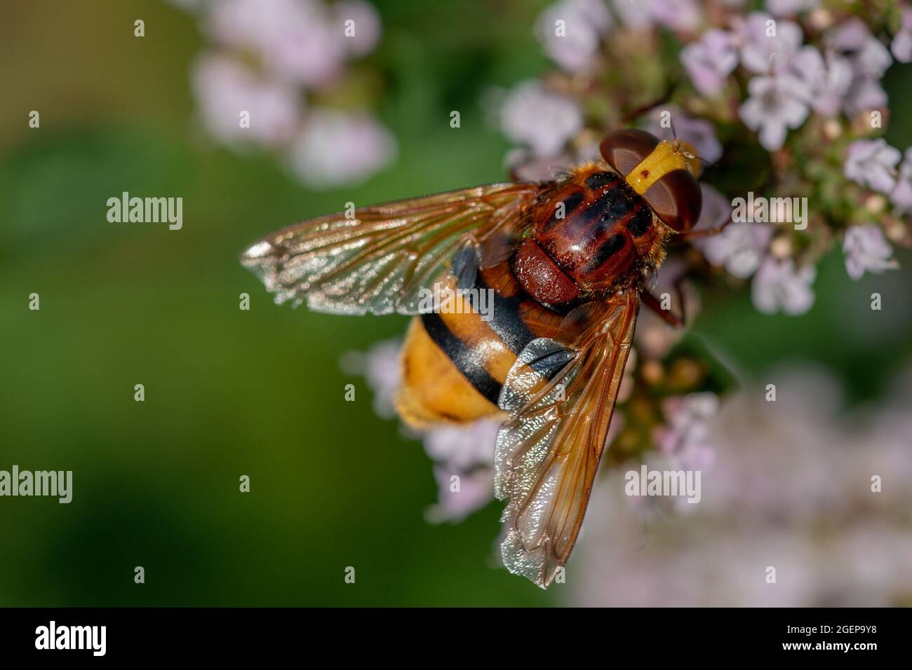 Hornet imitiert Hoverfly (Volucella zonaria) ganzen Körper Stockfoto