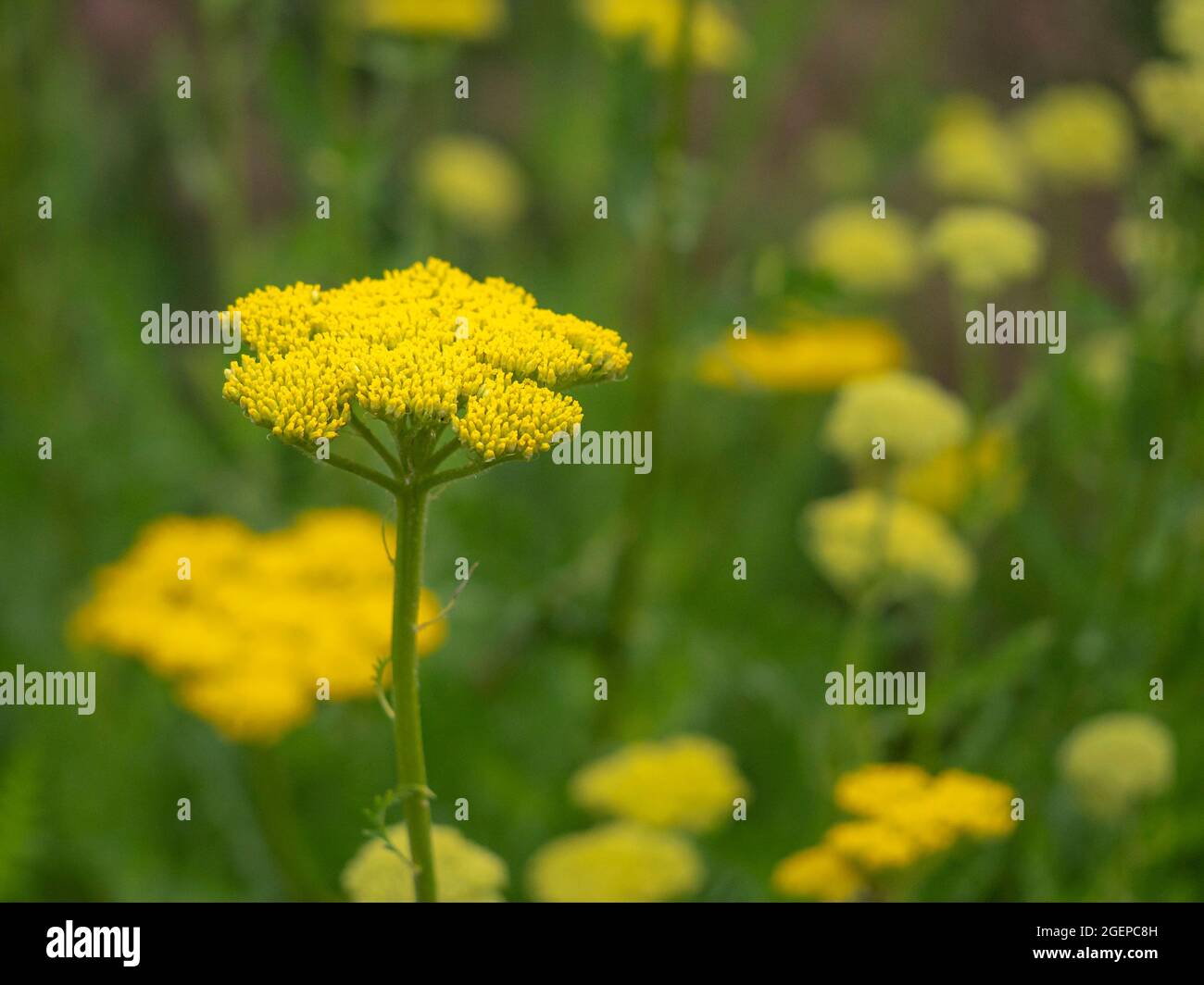 Gelbe Schafgarbe oder Achillea blühen im Garten Stockfoto