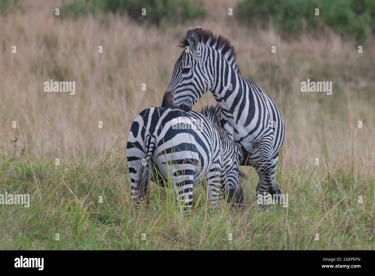 Spielerische Zebras in der Wildnis Stockfoto