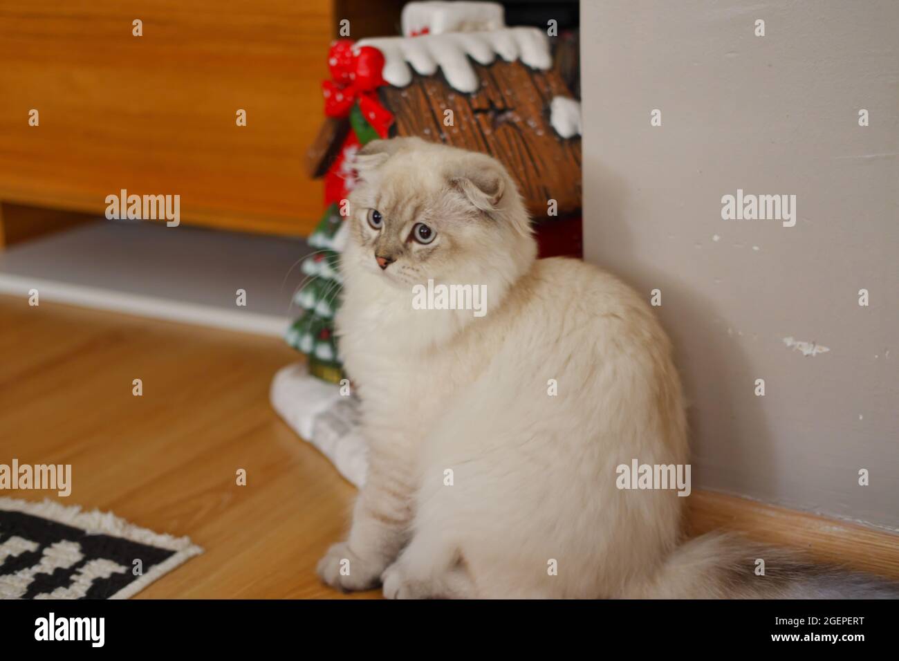 White Flurry Scottish Kitty Katze zu Hause Stockfoto