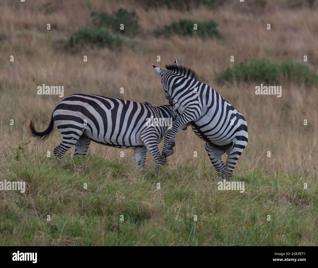 Spielerische Zebras in der Wildnis Stockfoto