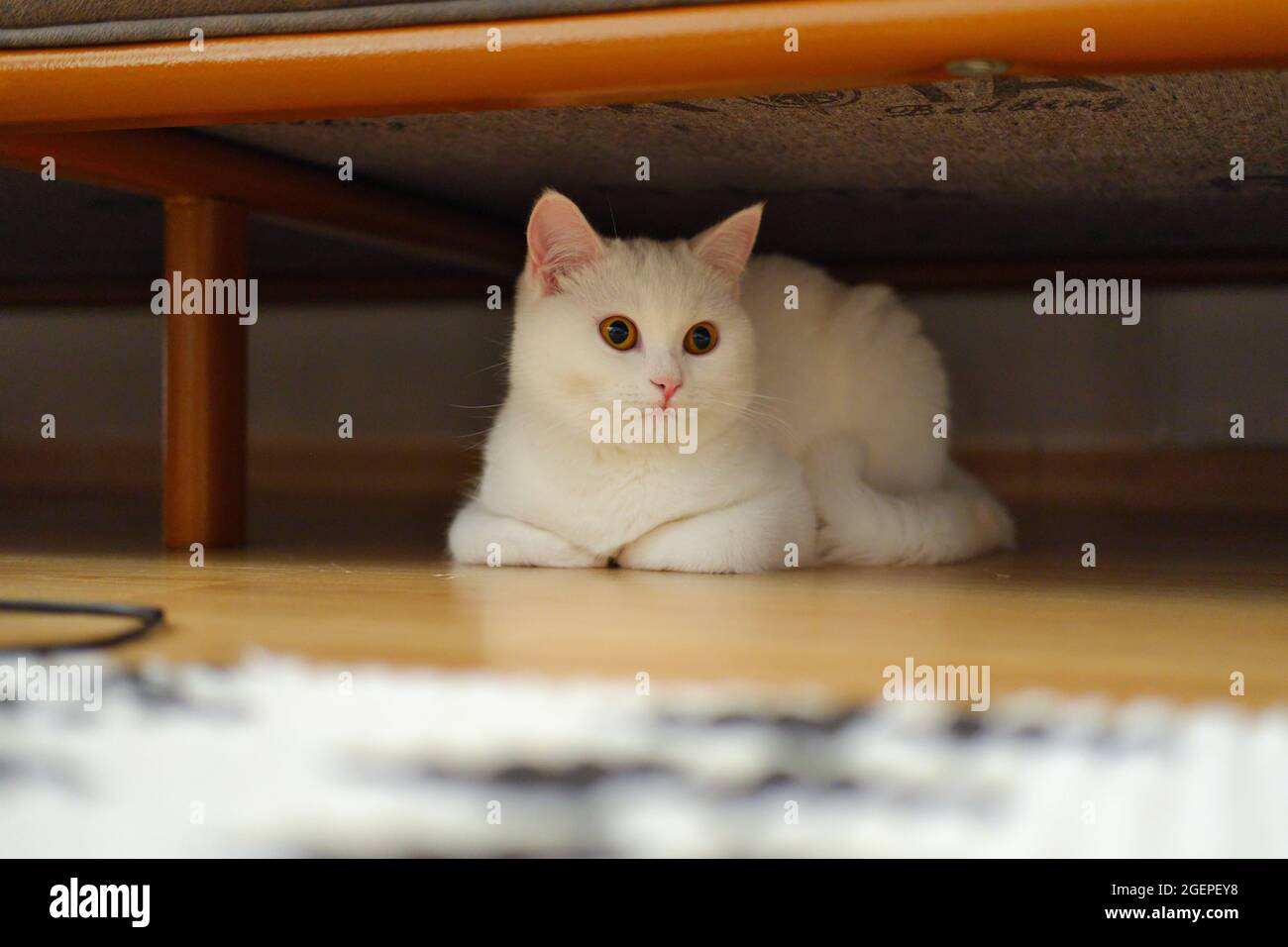 Kurzhaarige Rein Weiße Britische Katze Indoor Unter Sofa Stockfoto