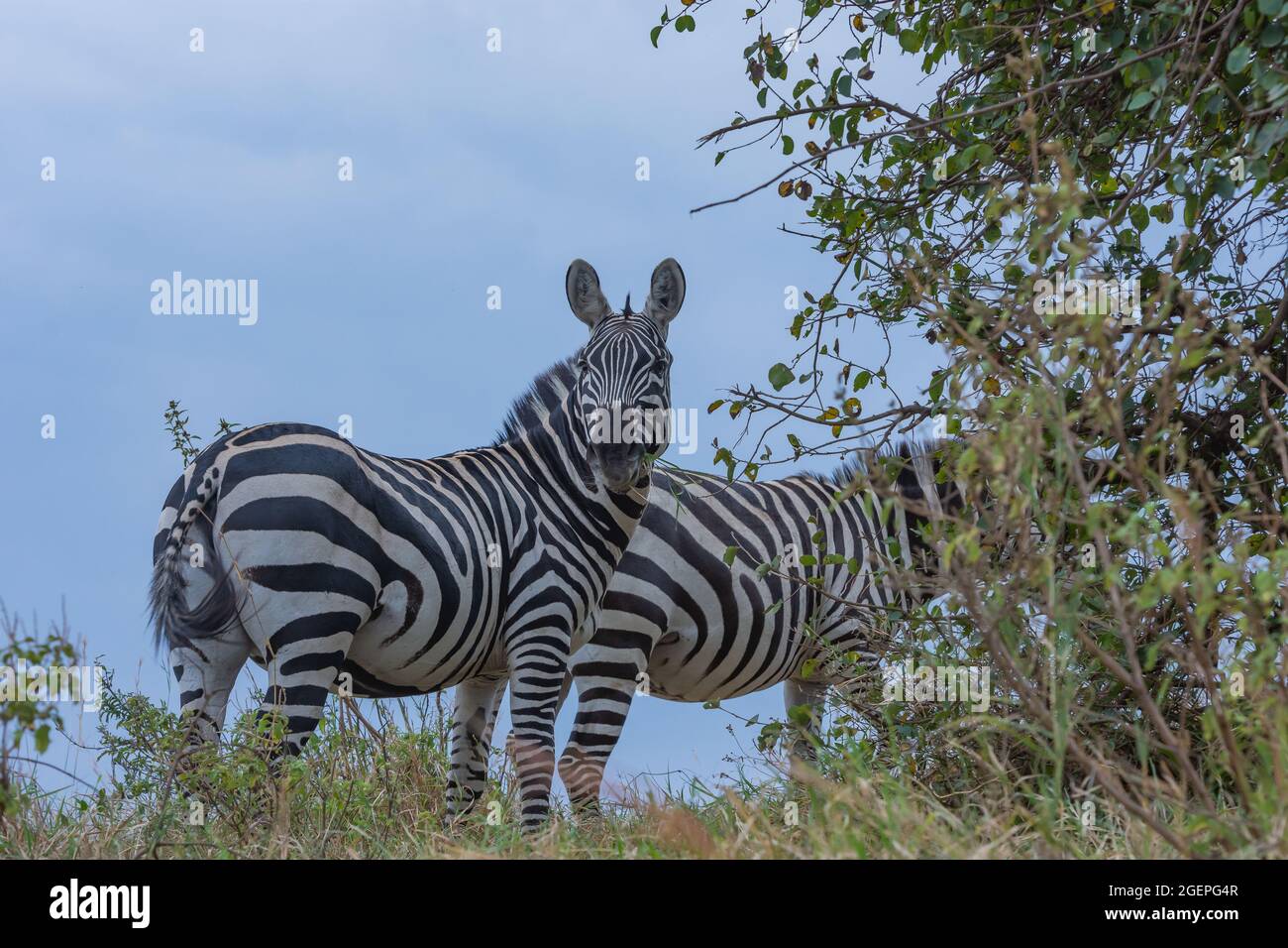 Zebras in der Wildnis Stockfoto