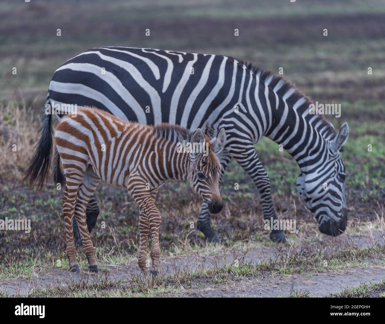 Zebras in der Wildnis Stockfoto