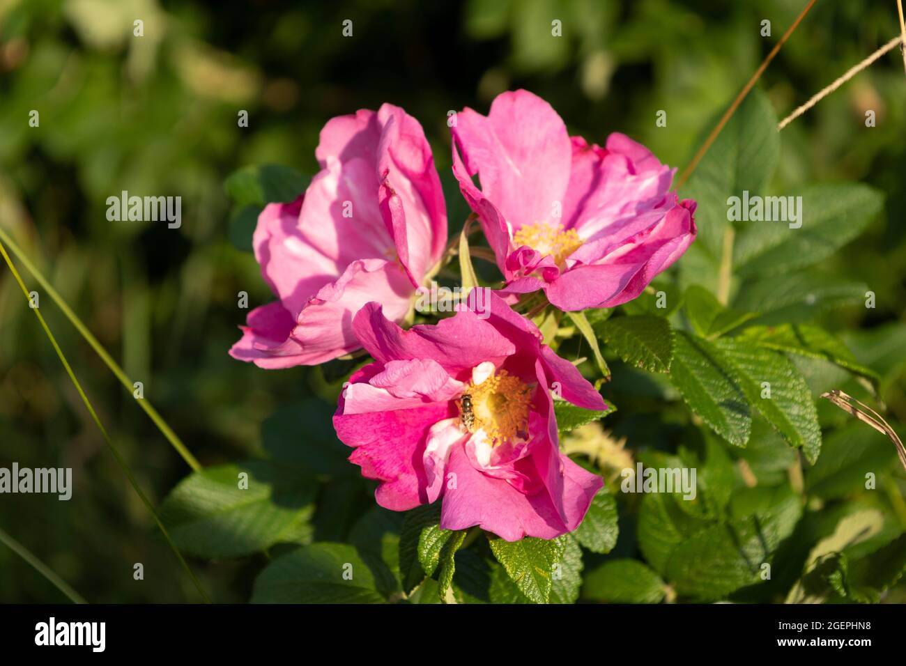 Hundenrose (Rosa canina) blüht Stockfoto