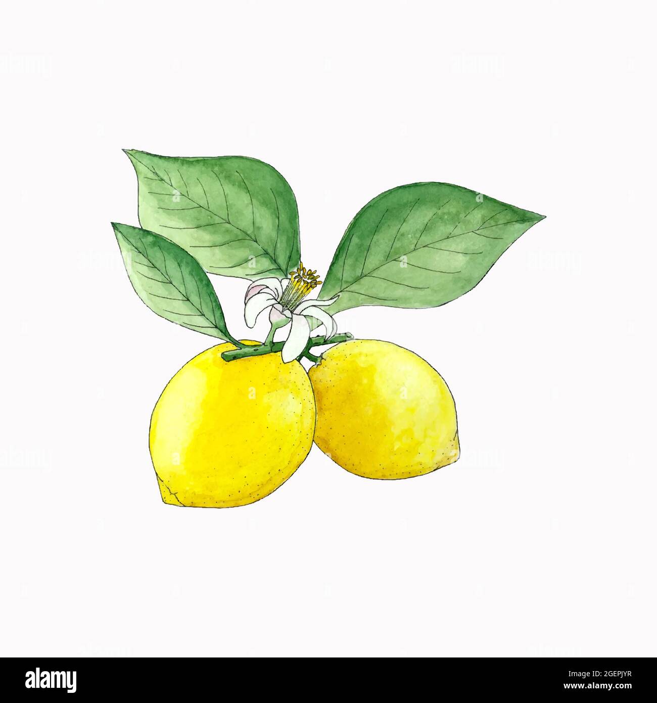 Zitronenzweig mit Früchten, Blättern und Blume, Aquarell-Handzeichnung, Skizze, auf weißem Hintergrund. Für Ihr Design Stock-Vektorgrafik