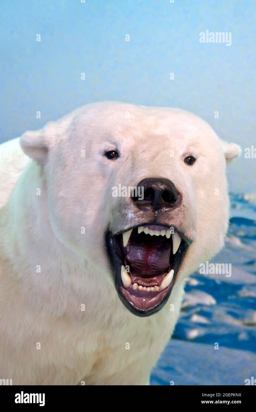 Eisbärenporträt. Stockfoto