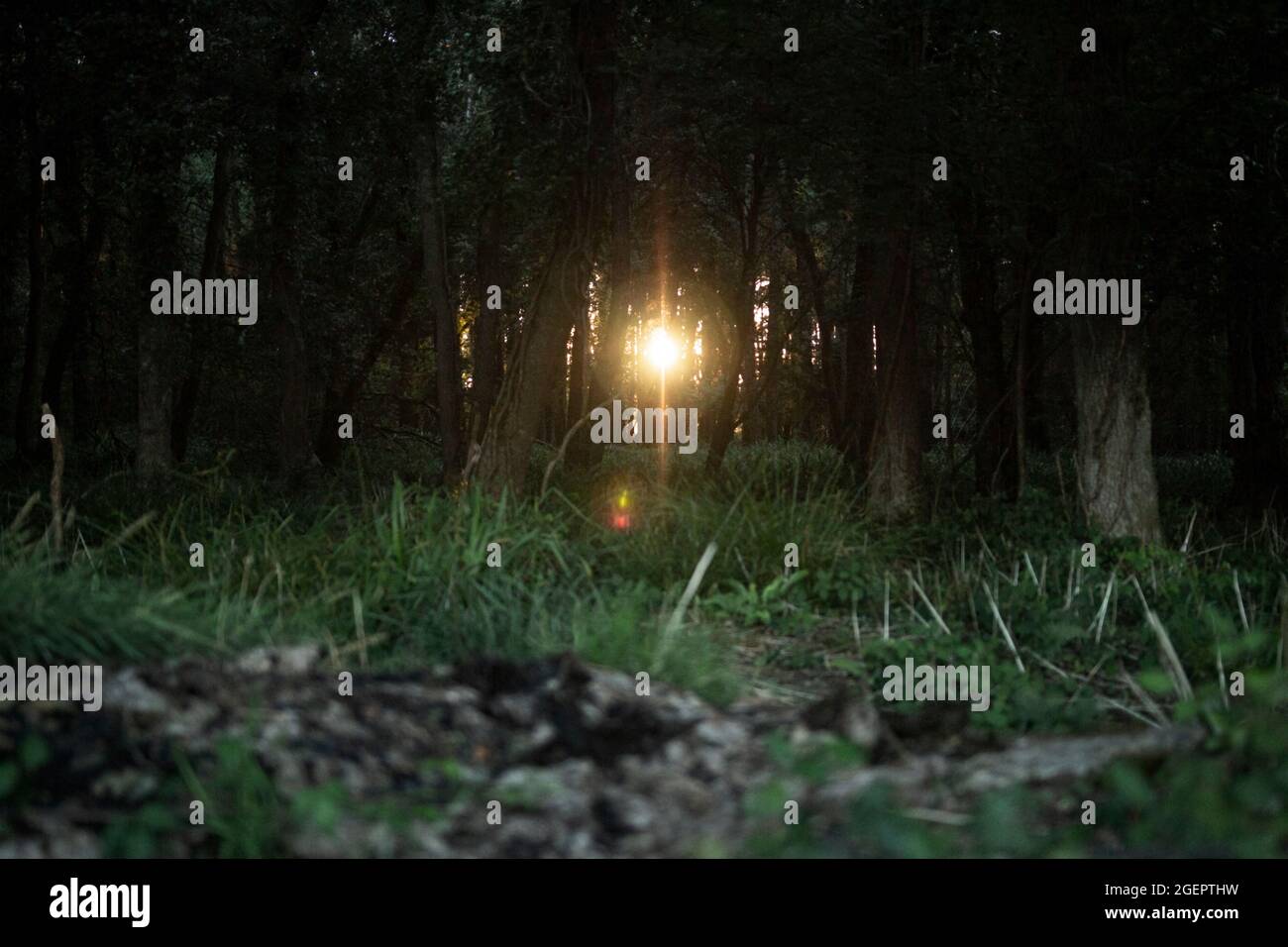 Der Sonnenuntergang durch die Bäume in einem Wald in Dorset, Sommer 2021 Stockfoto