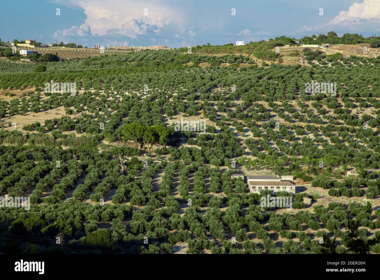 Olivenbäume in einem Feld, Ubeda, Provinz Jaen, Andalusien, Spanien Stockfoto