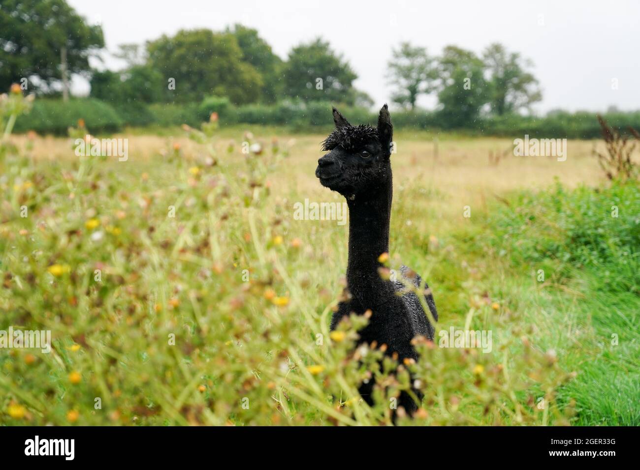 Geronimo der Alpaka auf der Shepherds Close Farm in Wooton Under Edge, Gloucestershire. Der Alpaka wird abgeschlachtet, nachdem seine Besitzerin Helen Macdonald einen letzten Versuch des High Court, ihn zu retten, verloren hat. Bilddatum: Samstag, 21. August 2021. Stockfoto