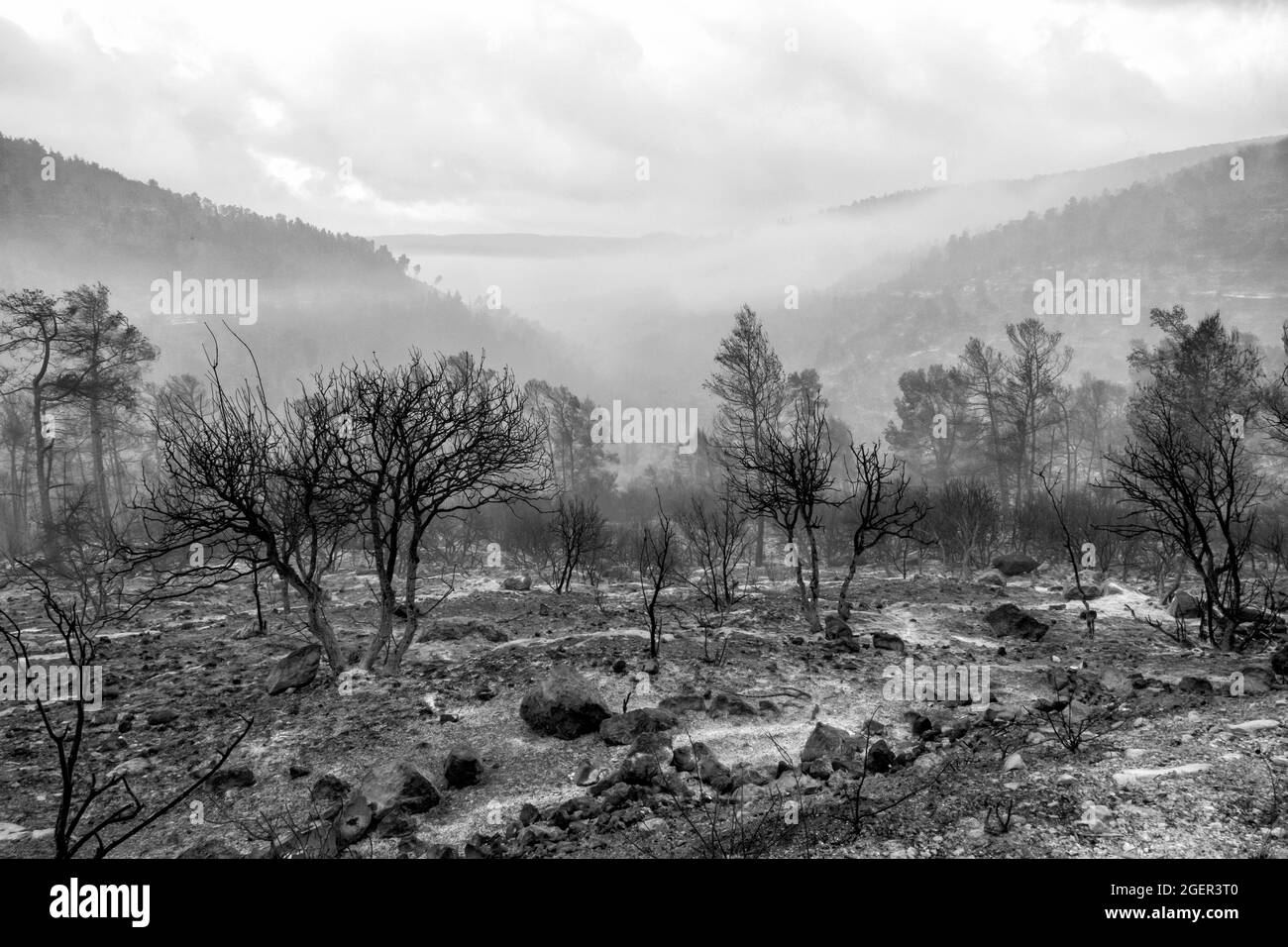 Blick auf verbrannte Bäume nach einem Großbrand, der am 18. August 2021 in Jerusalem, Israel, am Stadtrand ausbrach. Das enorme Waldfeuer verzehrte rund 25,000 Dunams (6,200 Acres) Wald außerhalb Jerusalems. Das Feuer war eines der größten in der Geschichte des Landes, Es hat riesige grüne Waldgebiete verbrannte, die Wanderwege und Nationalparks umfassen. Stockfoto