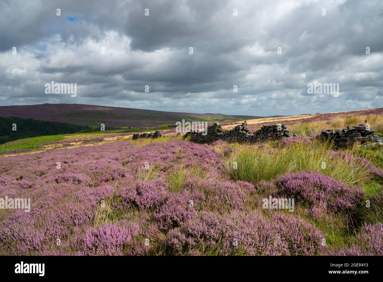 Blühendes Heidekraut auf Bamford Moor im Antional Park des Peak District, Derbyshire, England. Stockfoto