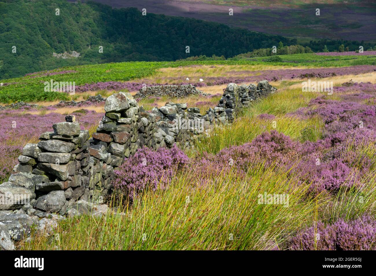 Heide- und Sommergräser neben einer Trockenmauer in Bamford Moor, Peak District National Park, Derbyshire, England. Stockfoto
