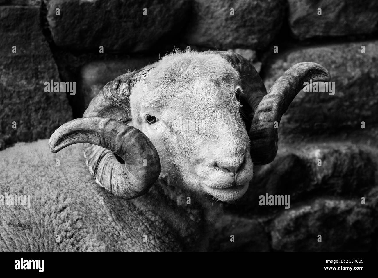 Schönes Schaf Porträt Stockfoto
