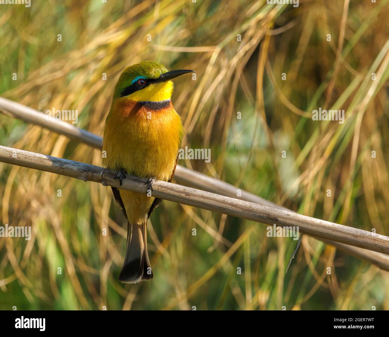 Little Bee Eater im Okavango Delta Botswana Afrika Stockfoto