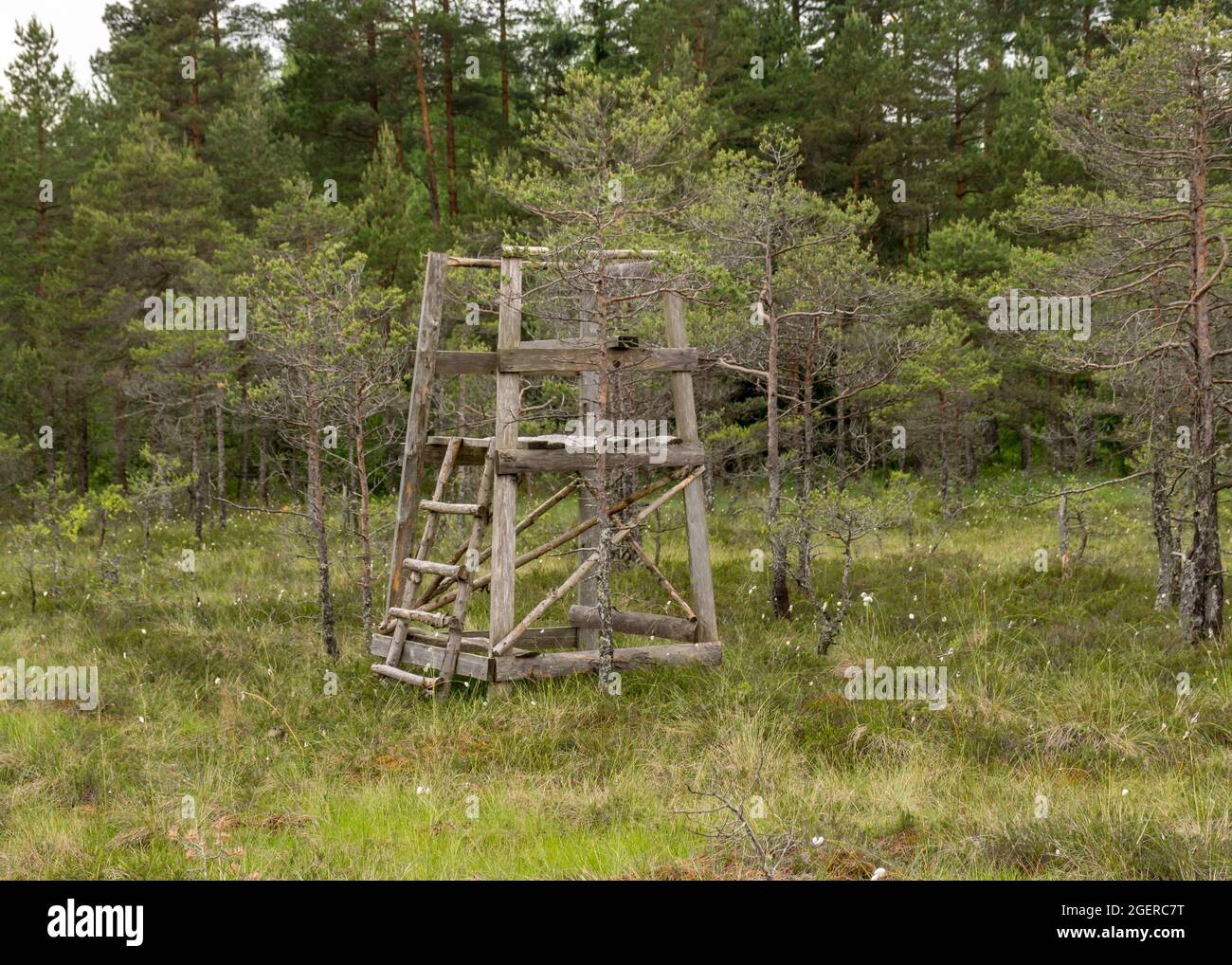 Einfacher hölzerner Jagdturm im Moor, Jagdkonzept, traditionelle Moorpflanzen, Moorhintergrund, Sumpfstruktur im Sommer Stockfoto