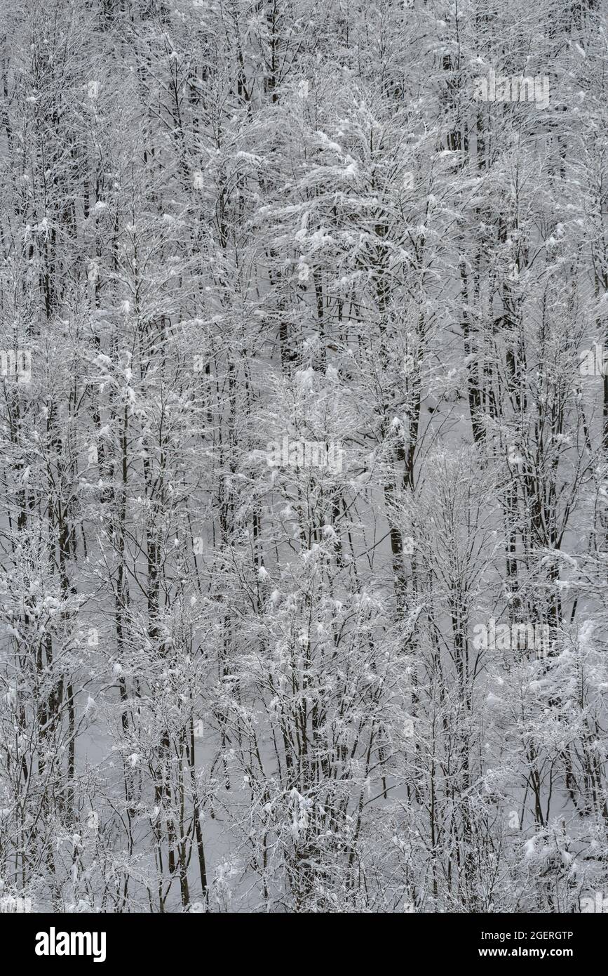 Erhöhter Blick auf verschneiten Bergwald Stockfoto