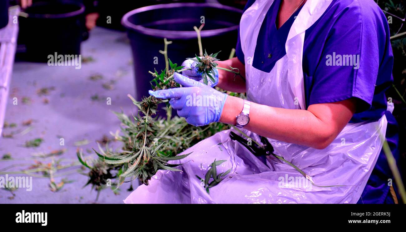 Hanfpflanzen CBD-Ölproduktion. Cannabispflanzen auf dem Feld der Farm. Arbeiter, der Blätter aus dem Zweig entfernt Stockfoto