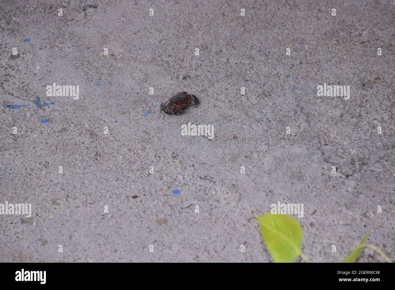 Ein Frosch, der nach einem Schlangenbiss auf dem Boden agitieren wird Stockfoto