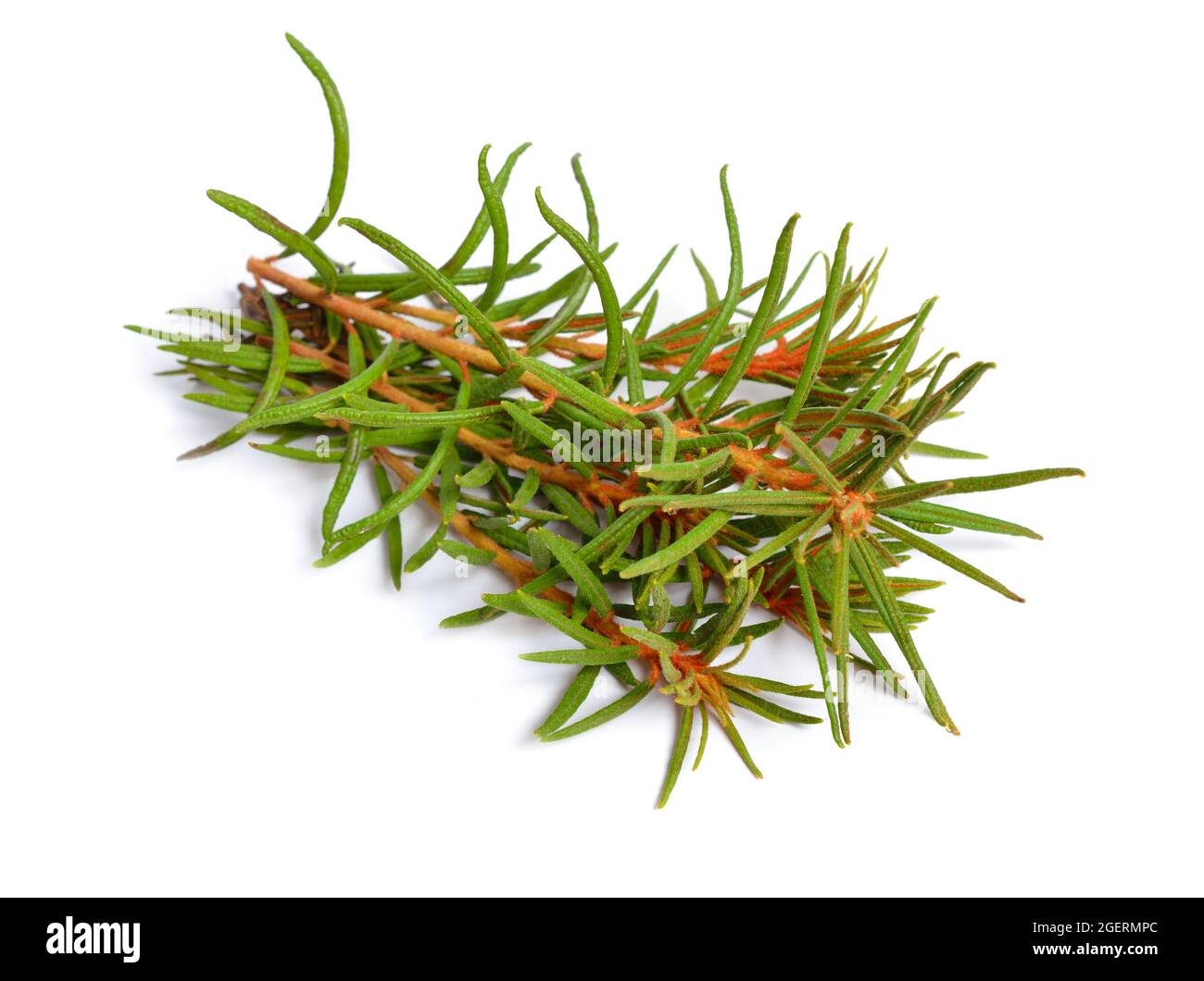 Rhododendron tomentosum, Ledum palustre, allgemein bekannt als Sumpftabrador-Tee, nördlicher Labrador-Tee oder wilder Rosmarin, ist eine blühende Pflanze im Sub-Bereich Stockfoto