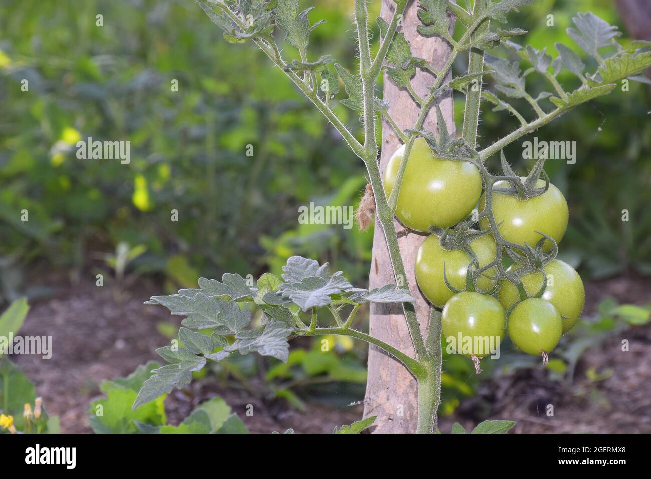 Eine Tomatenpflanze, die mit Hilfe von getrocknetem Bambus mit rohen Tomaten wächst Stockfoto