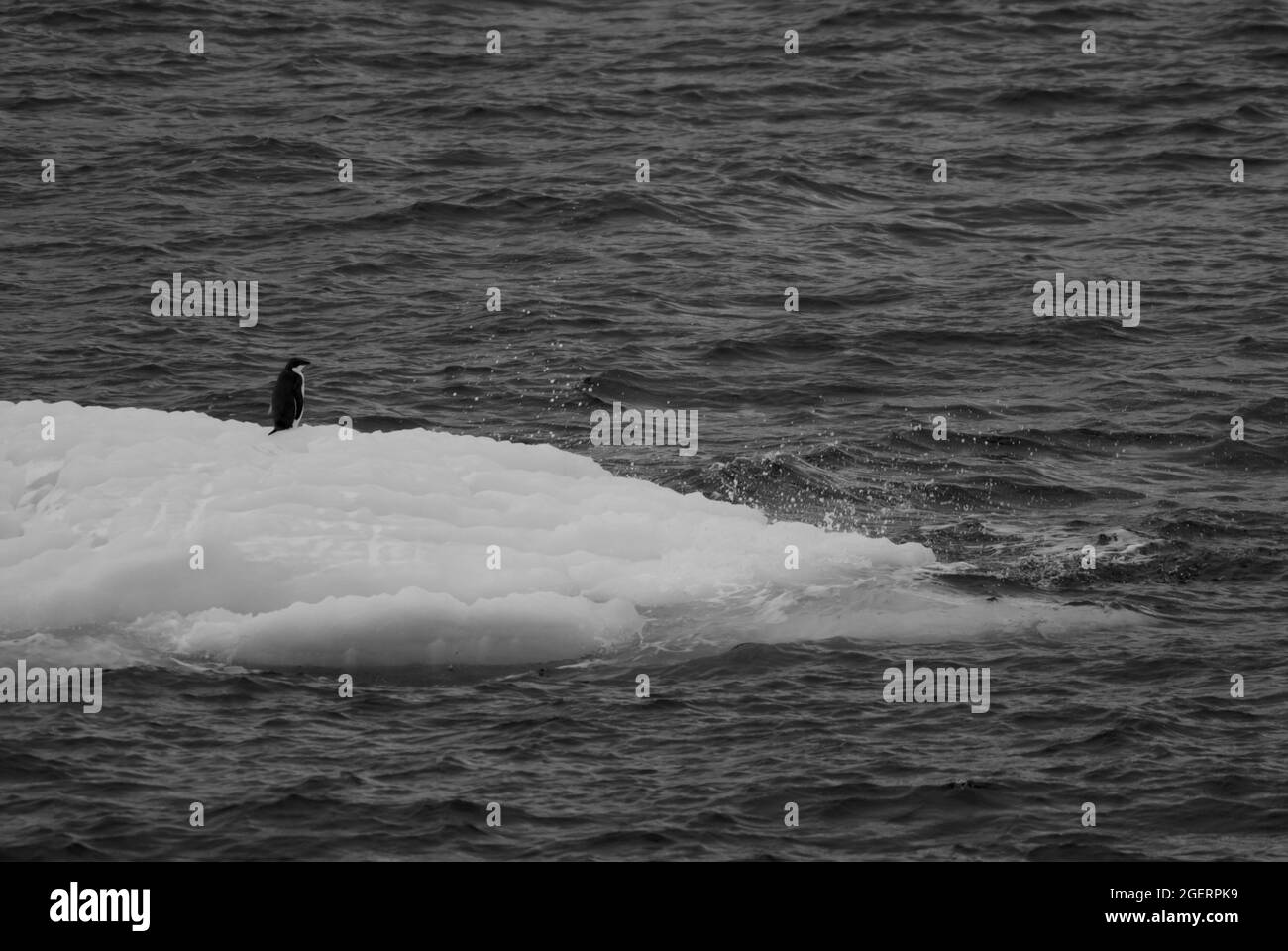 Schwimmende Eisberge, nahe der Antarktischen Halbinsel , Antarktis Stockfoto