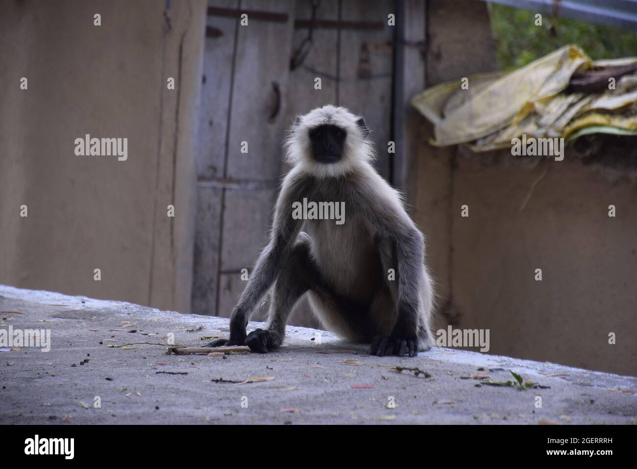 Schwarzer Affen, der die Kamera anschaut, Holztür und Lehmwand im Hintergrund. Stockfoto