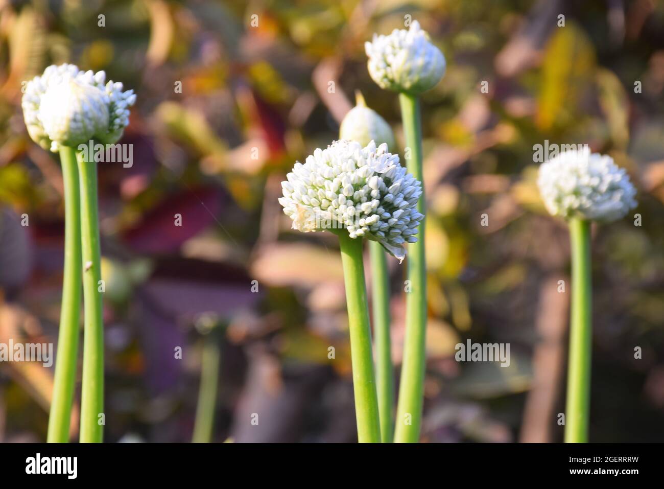 Blühende Zwiebelpflanze auf dem Bauernhof. Nahaufnahme der roten Zwiebeln blüht auf dem Sommerfeld. Hintergrund der Landwirtschaft. Sommer ländliche Szene Stockfoto