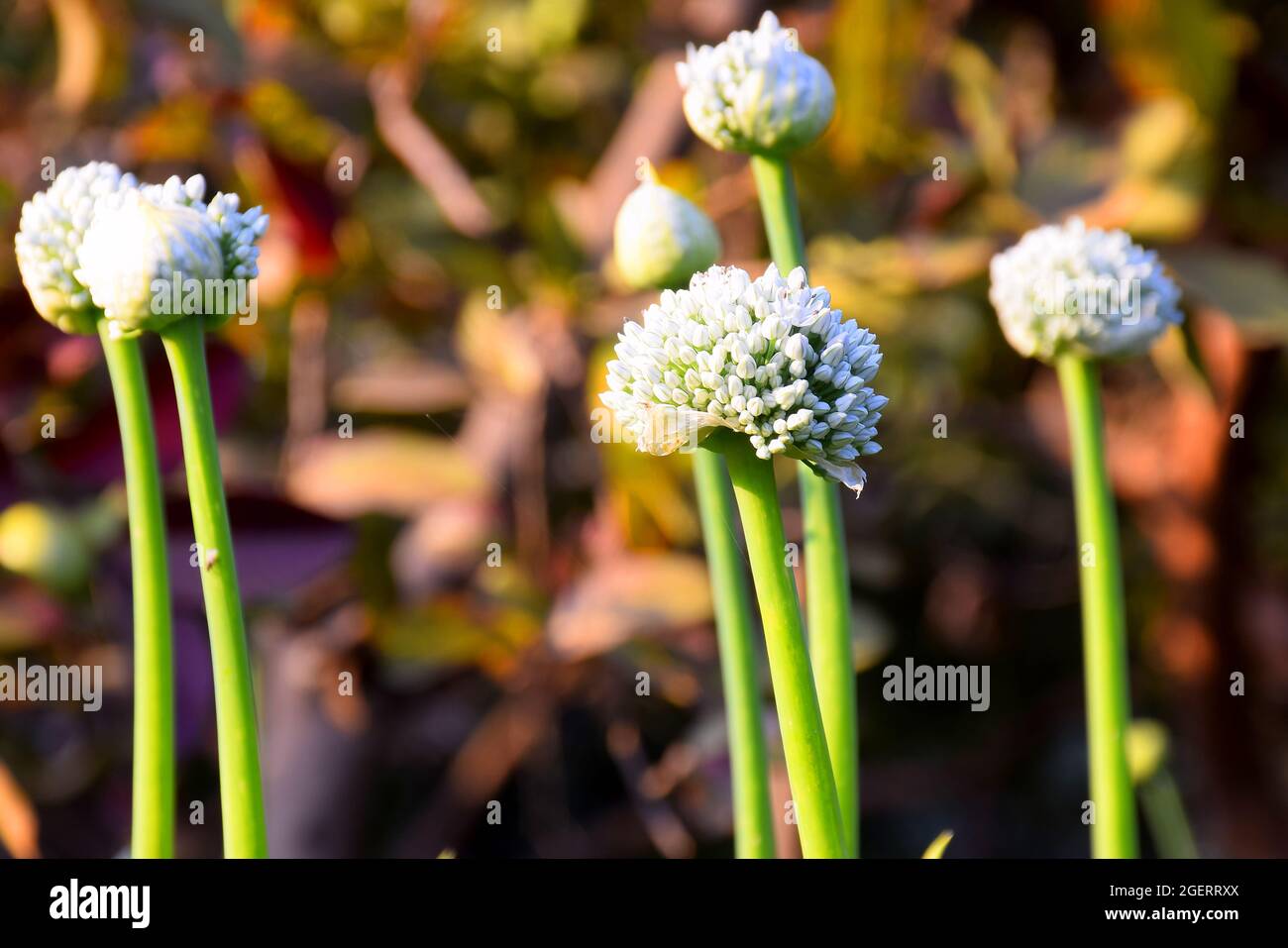 Blühende Zwiebelpflanze auf dem Bauernhof. Nahaufnahme der roten Zwiebeln blüht auf dem Sommerfeld. Hintergrund der Landwirtschaft. Sommer ländliche Szene Stockfoto