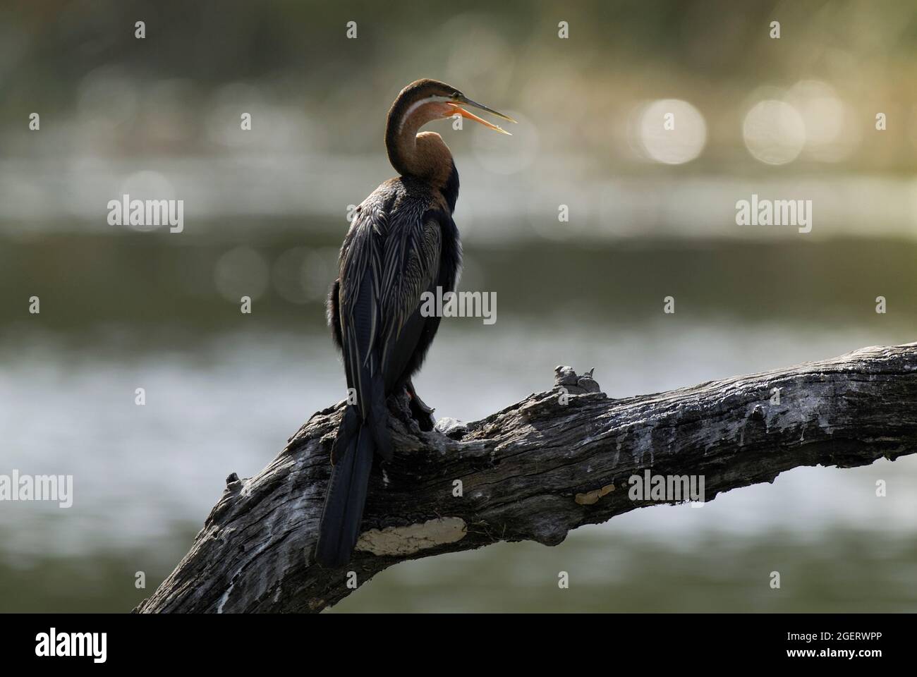 African Darter, Anhinga rufa, Kruger National Park, Südafrika. Stockfoto