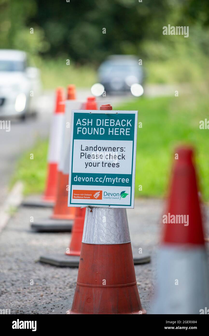Der Ascheabfall (chalara fraxinea) schließt einen Zwischenfall in der Nähe von Sidmouth, Devon, und hilft so, eine weitere Ausbreitung der Aschekrankheit zu verhindern. Stockfoto